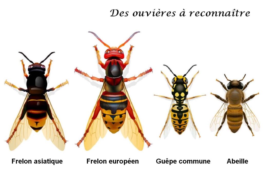 Nids de frelons ou de guêpes Ns de frelons ou de guêpes