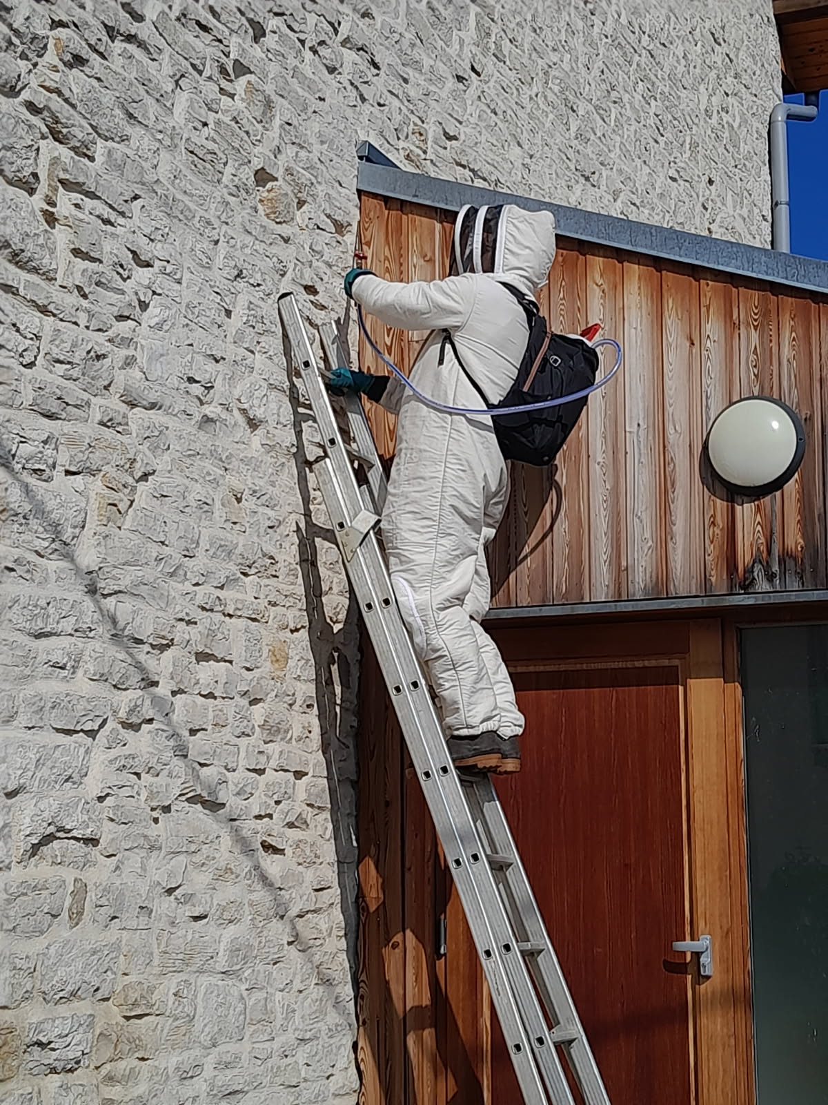 DARDARE destruction nid frelon guêpe