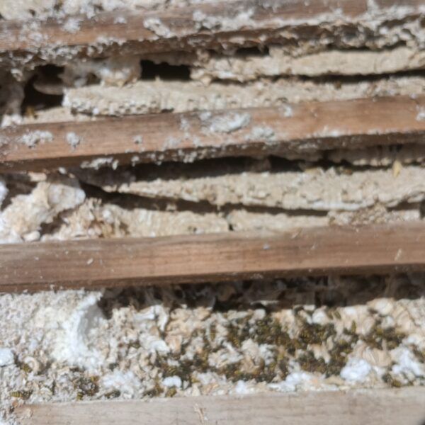 IMG_20250709_104432_302